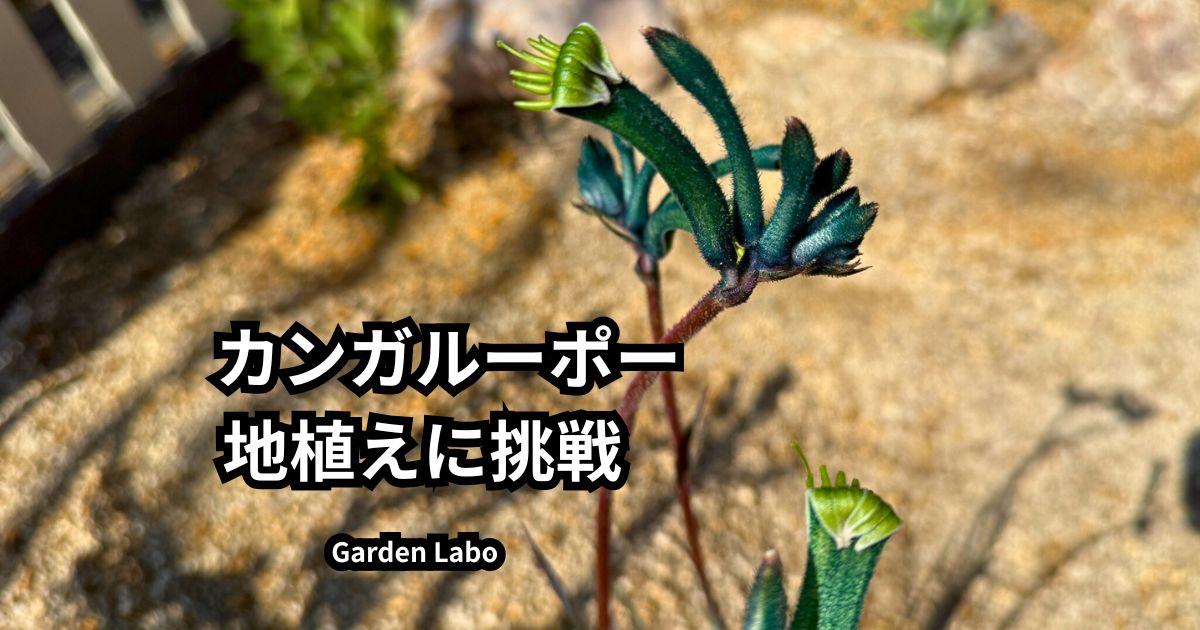 南向きレイズドベッドに地植えしたカンガルーポー マスカレードの花芽