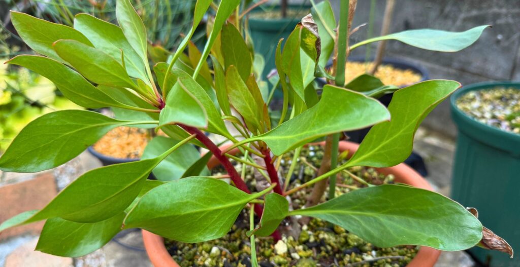 切り戻し後に複数の新芽が伸び始めたキングプロテア・リトルプリンス