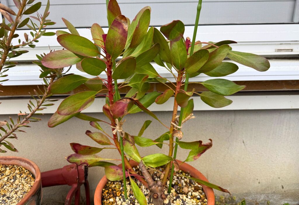 プロテア 弱った後 軒下移動 対処後の状態