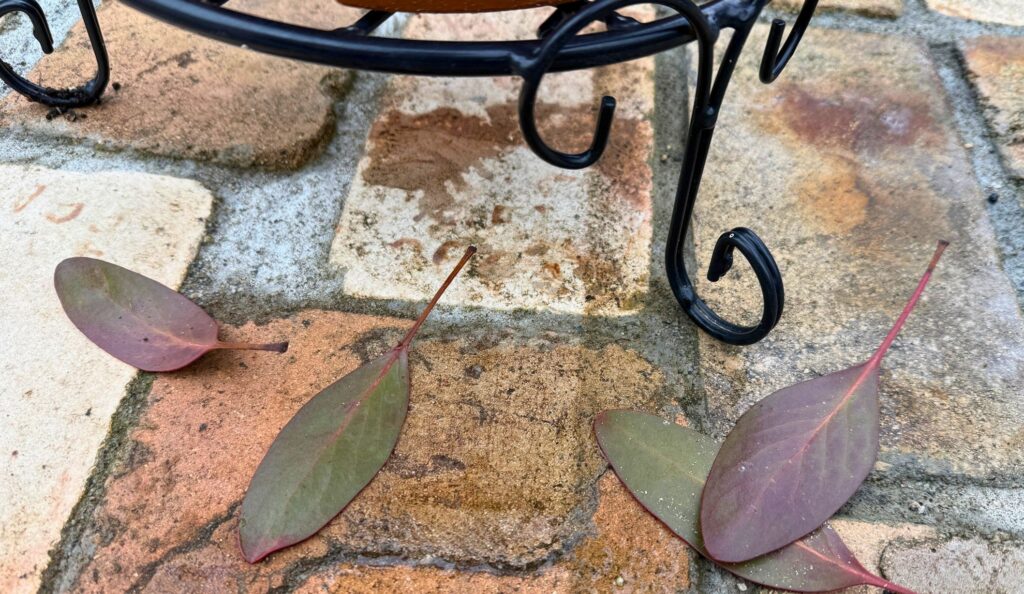 プロテア 弱る症状 落葉 葉の変色