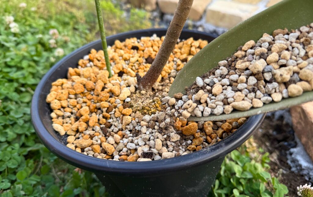 プロテア ネリーフォリアを植え替え中に新しい鉢へ配合土を入れている様子