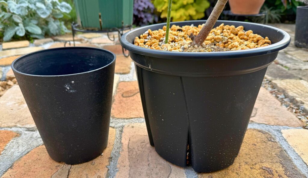 プロテア ネリーフォリアの成長記録｜購入後の夏越し・花芽形成