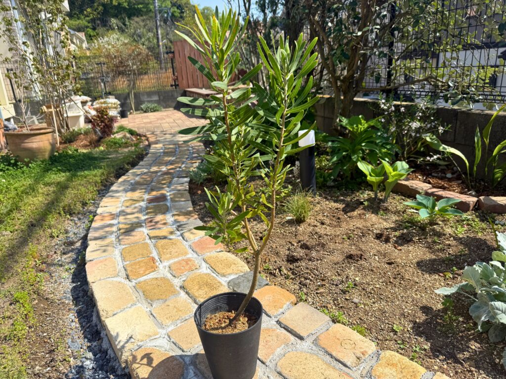 プロテア ネリーフォリアの成長記録｜購入後の夏越し・花芽形成