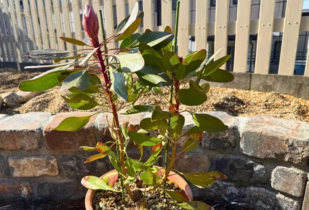 プロテア 剪定後 元気な状態 初期の様子