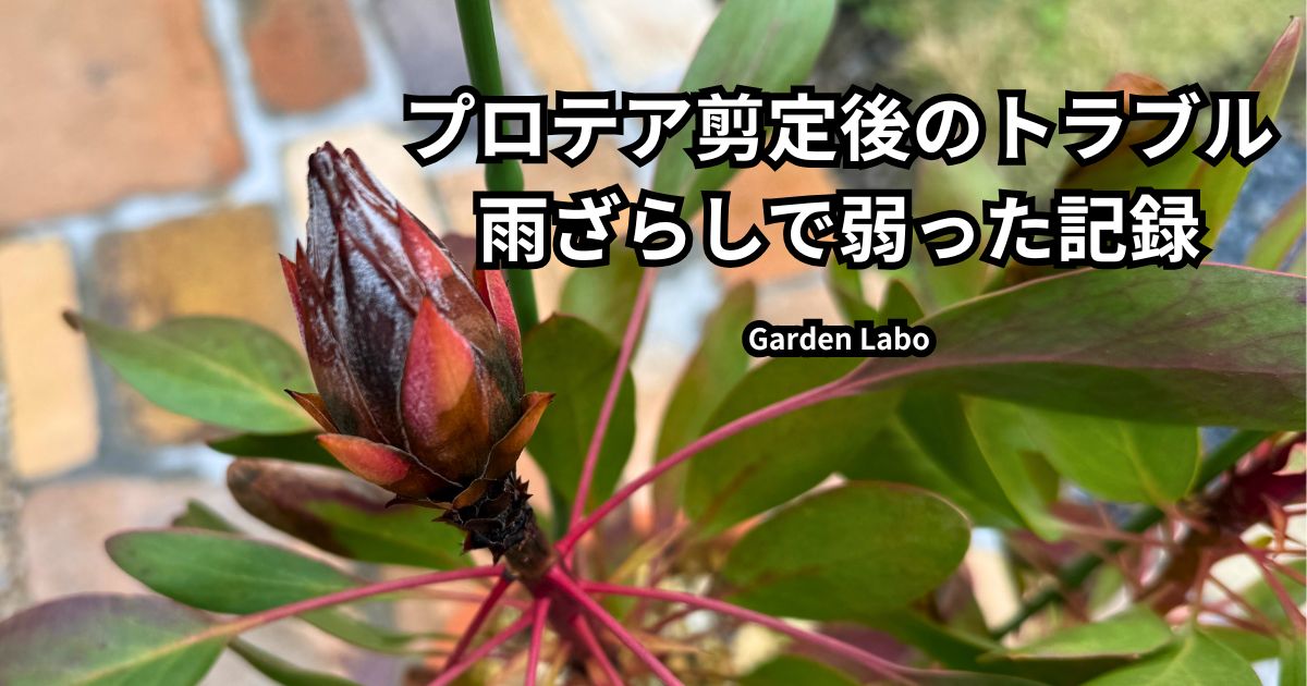 剪定後の雨ざらしで弱ったキングプロテア リトルプリンスの花芽の様子
