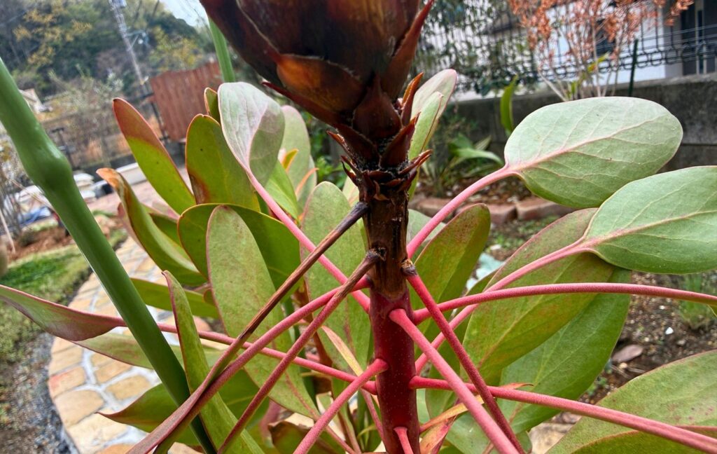 プロテア 茎 腐り 黒変 花芽ダメージ 蒸れ症状
