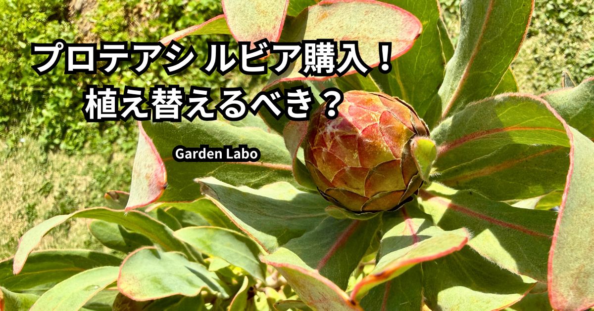 プロテア シルビア購入。植え替え判断と育て方を紹介するアイキャッチ画像