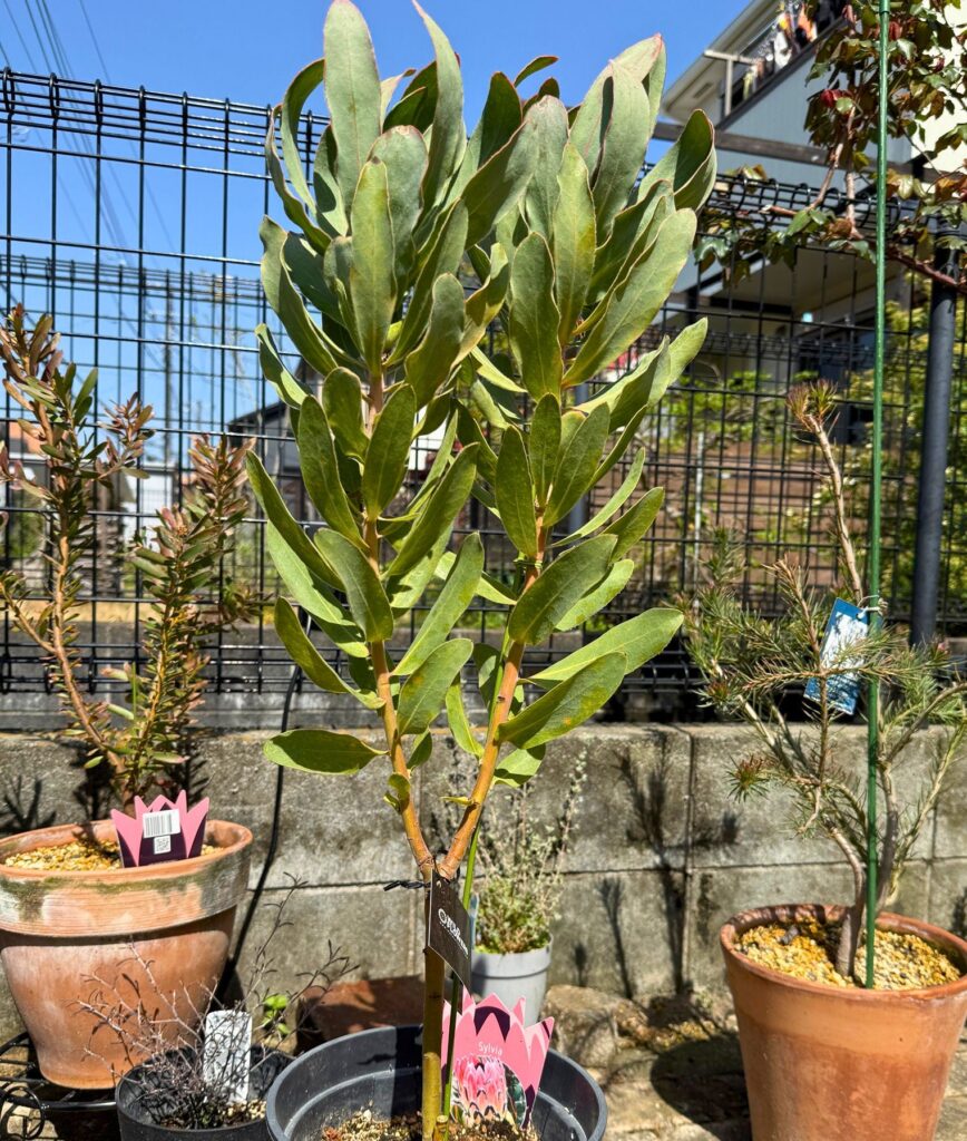 プロテア シルビア 購入直後の苗木。鉢植えで育てる前の状態