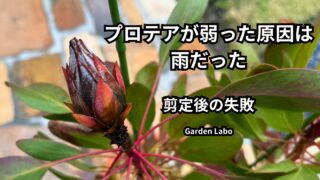 プロテアが弱った原因 雨 剪定後の失敗 花芽の黒ずみ
