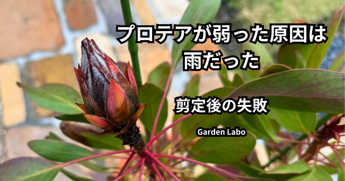 プロテアが弱った原因 雨 剪定後の失敗 花芽の黒ずみ