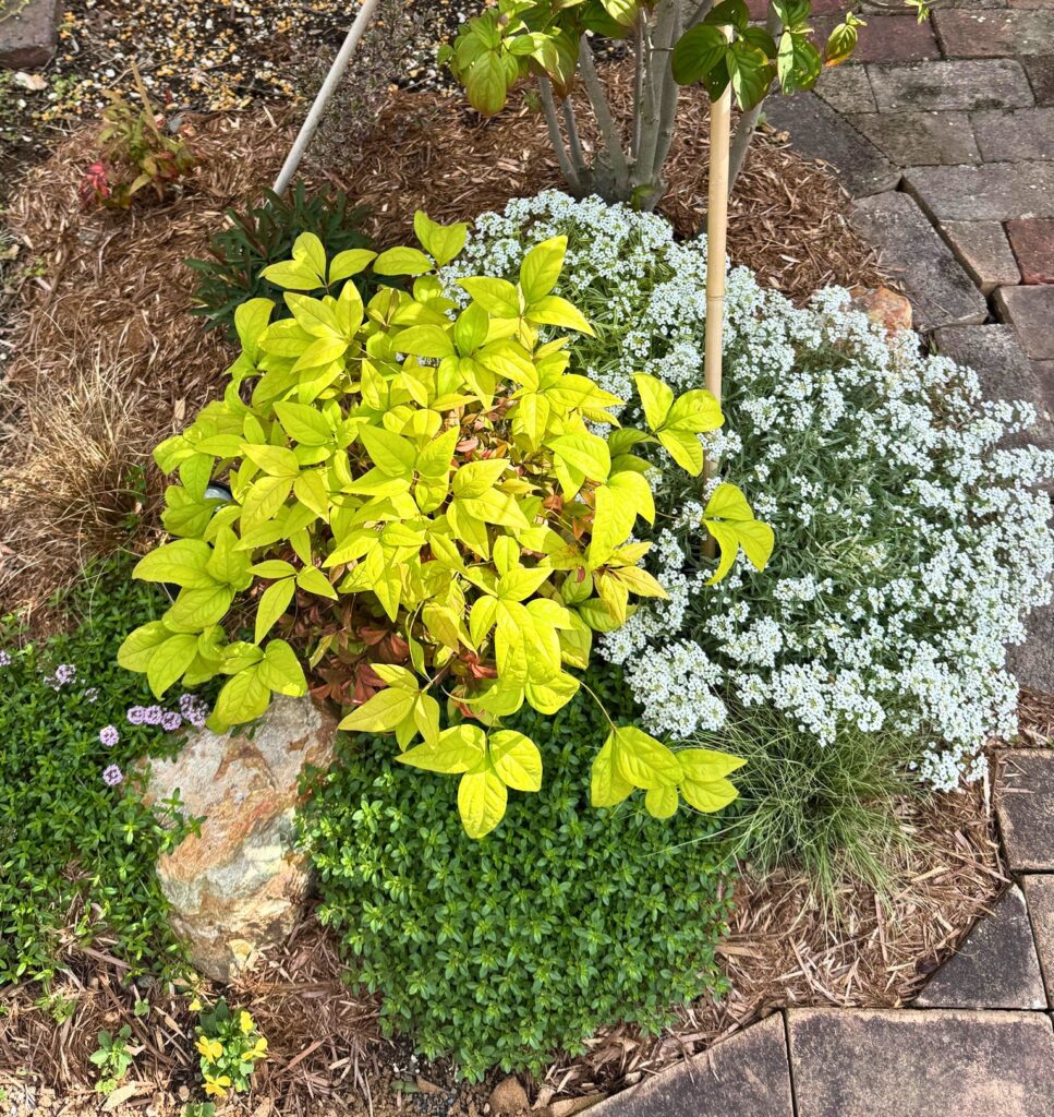 ヤマボウシ足元に植えた下草7種の植え付け3か月後の全体写真