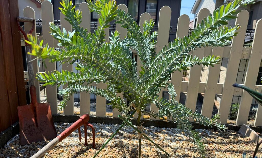 植え付け2か月後の剪定前のアカシア ブルーブッシュ