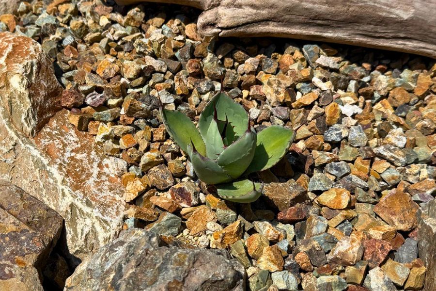植え付け2か月後のアガベ パリートランカータ