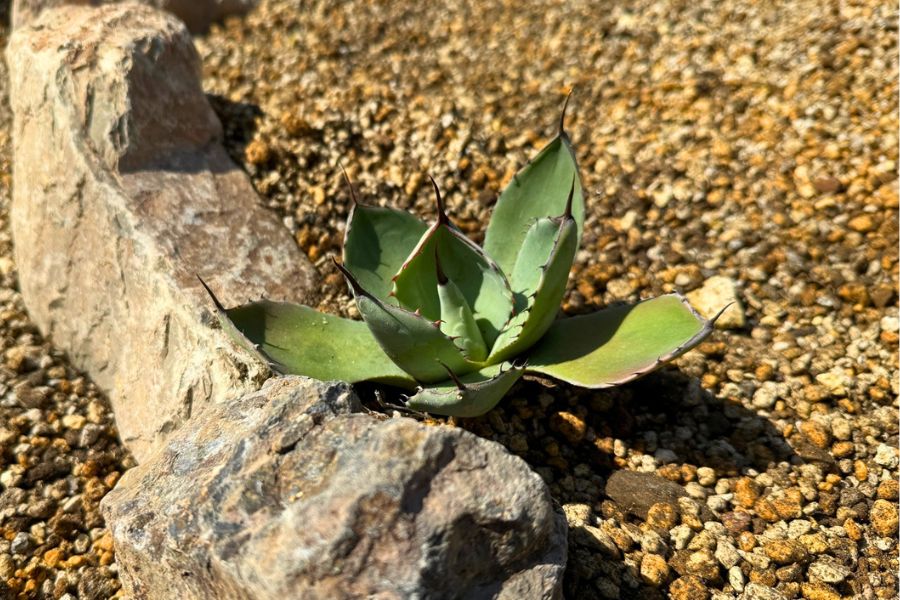 レイズドベッドに植え付けた直後のアガベ パリートランカータ