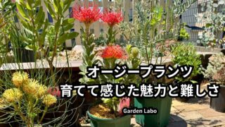 オージープランツの鉢植えと地植えで感じた魅力と難しさ