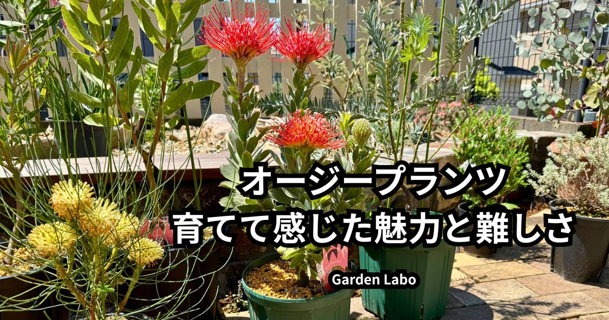 オージープランツの鉢植えと地植えで感じた魅力と難しさ