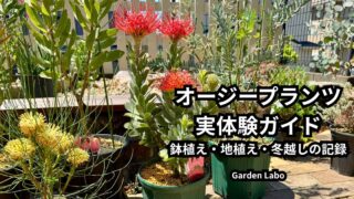 鉢植えと地植えで育てているオージープランツの庭の様子