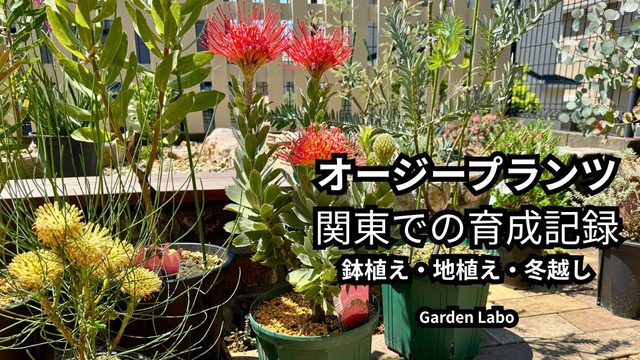 関東の庭で育てているオージープランツの写真