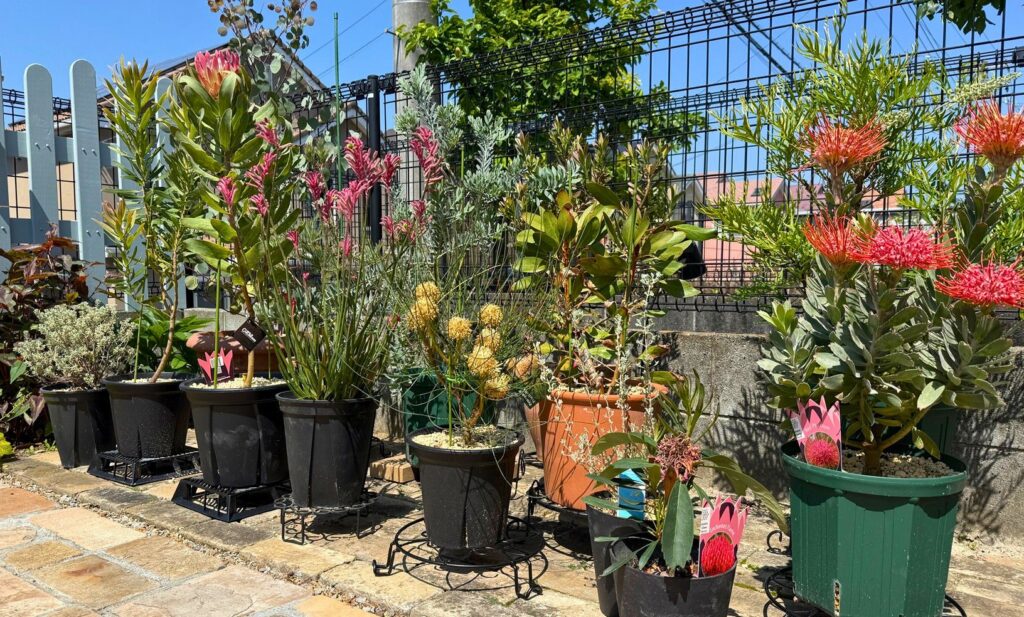 鉢植えで育てている複数のオージープランツ