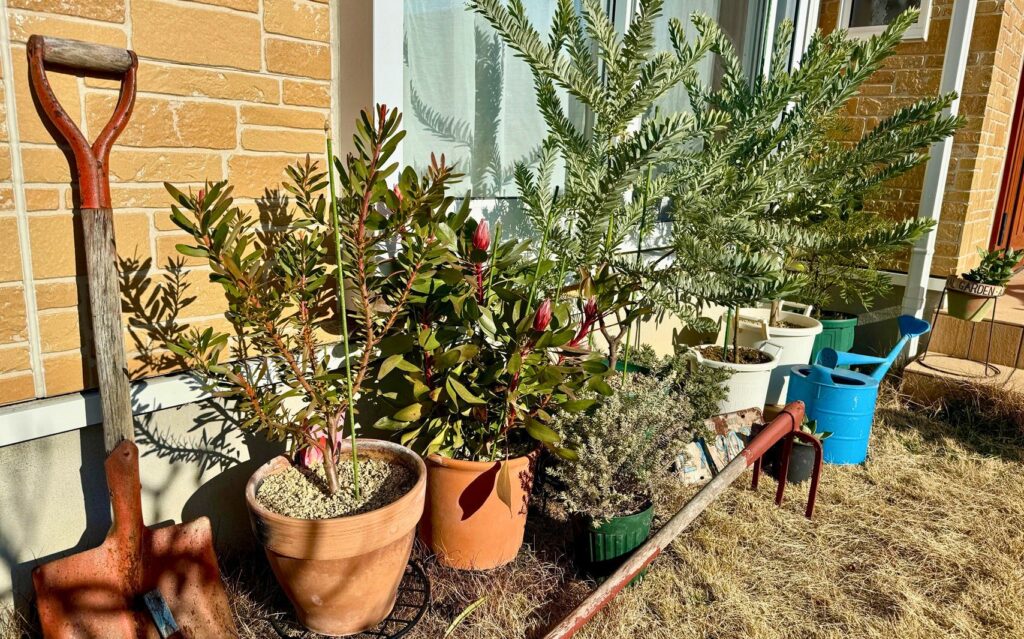 軒下へ移動して管理している鉢植えのオージープランツ