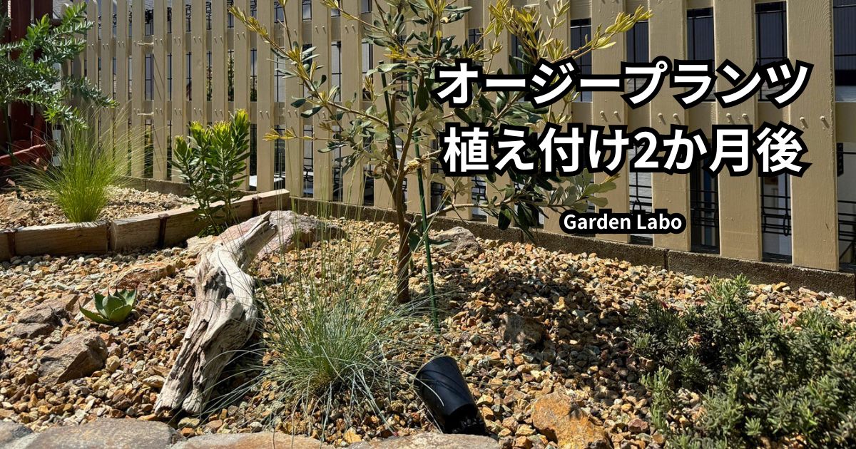 植え付け2か月後のオージープランツを植えたレイズドベッド全体