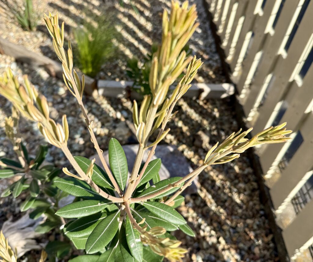 植え付け2か月後に新芽が伸びたバンクシア コースト