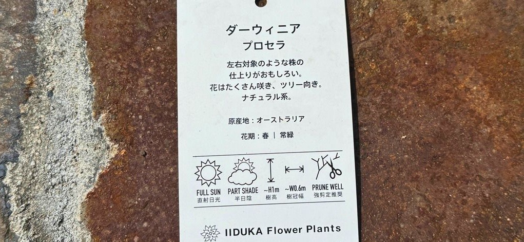 ダーウィニア プロセラのタグに記載された樹高と株幅
