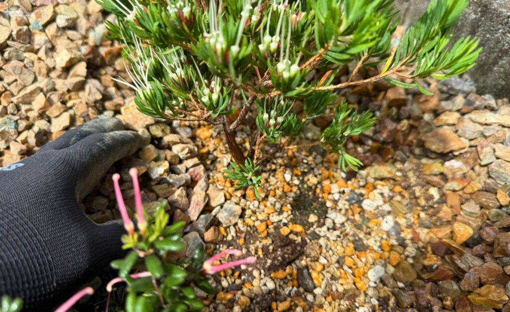 ダーウィニア プロセラをレイズドベッドへ地植え｜小さめオージー