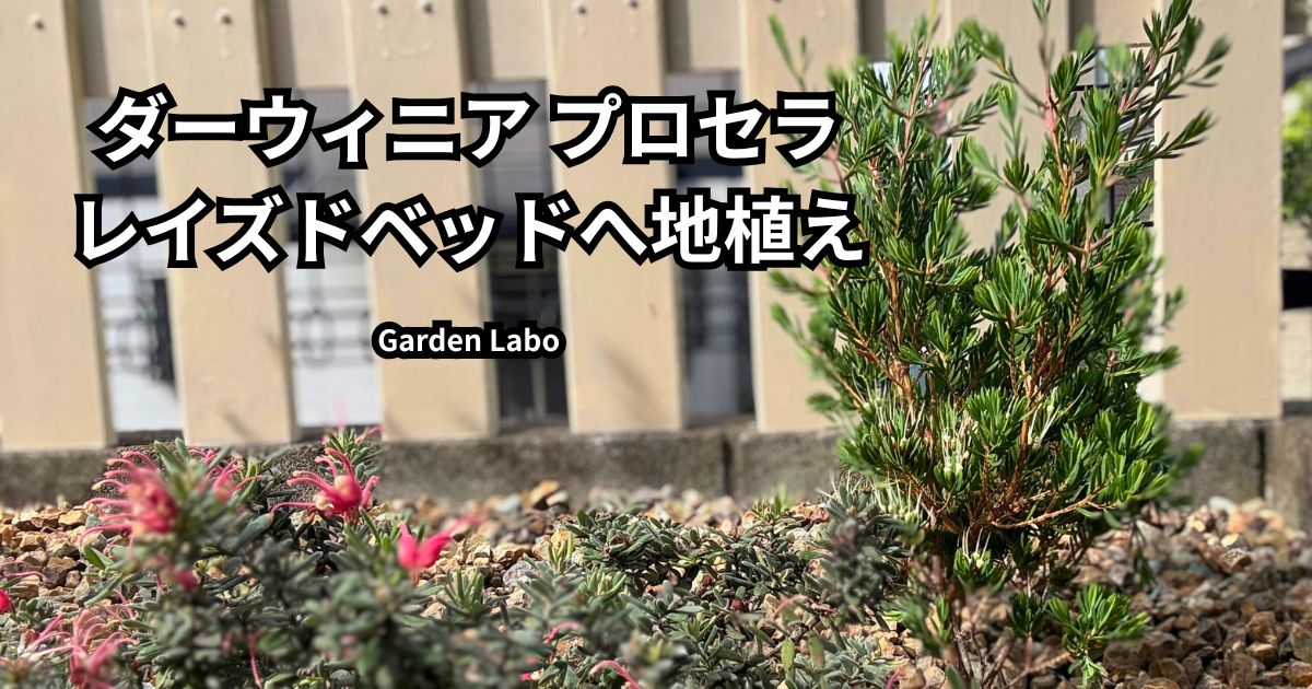 ダーウィニア プロセラをレイズドベッドへ地植え｜小さめオージー