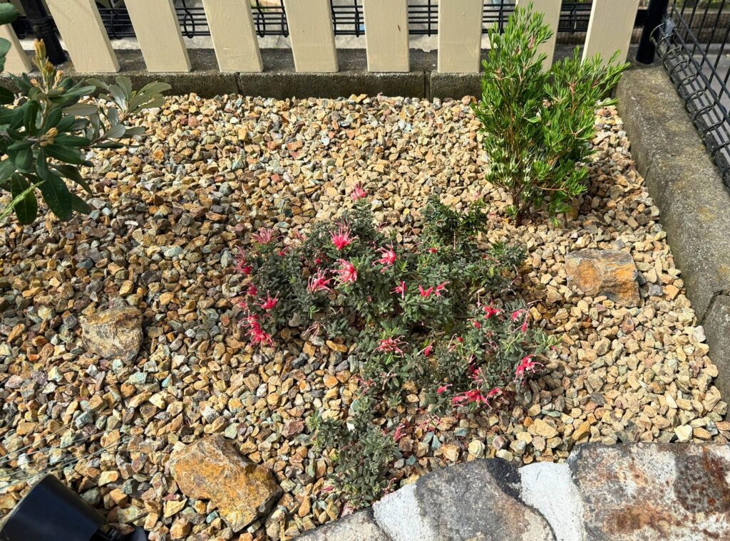 レイズドベッド右奥に植え付けたダーウィニア プロセラ