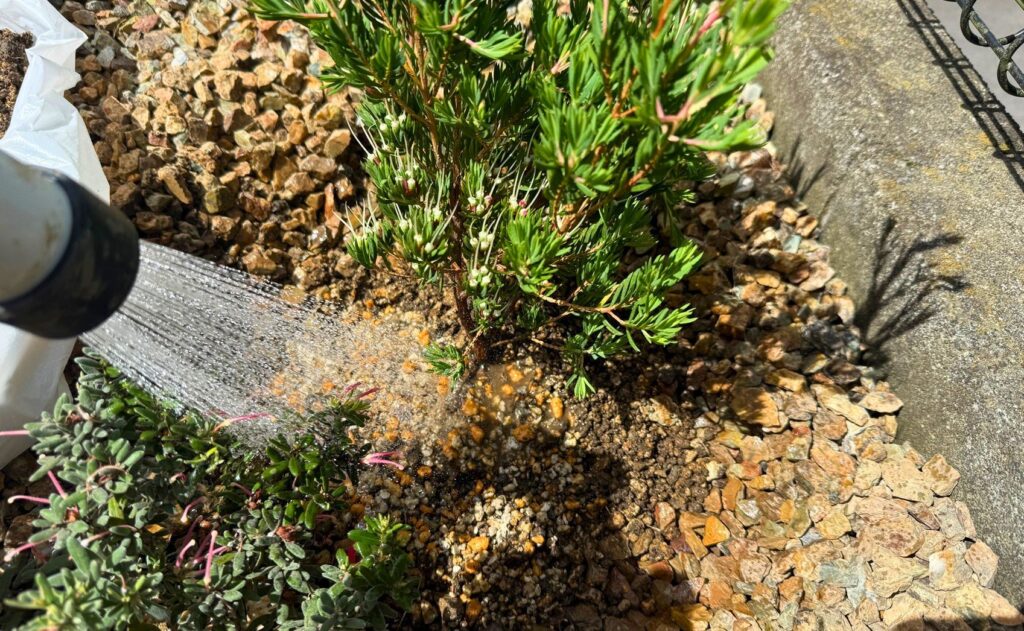 ダーウィニア プロセラをレイズドベッドへ地植え｜小さめオージー