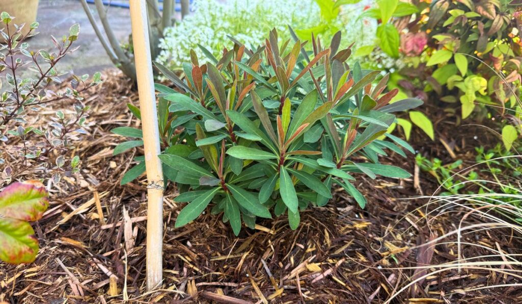 ヤマボウシ株元に植えたユーフォルビア マーティニーの生育状況