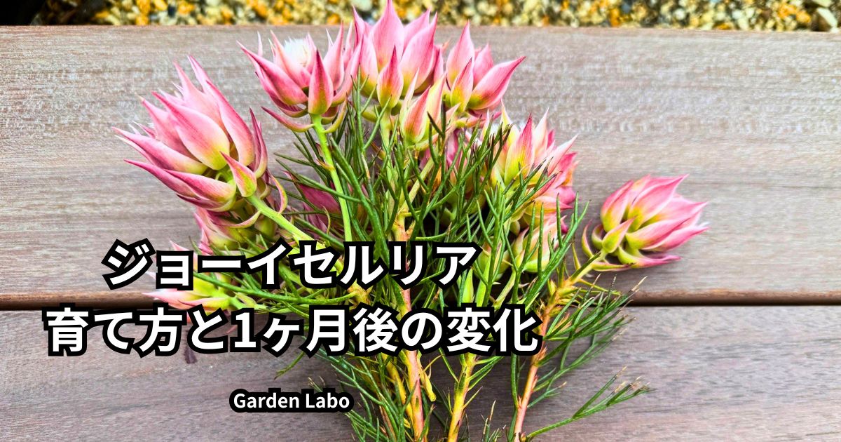 ジョーイセルリアの育て方・植え付け1ヶ月後の成長変化と剪定記録
