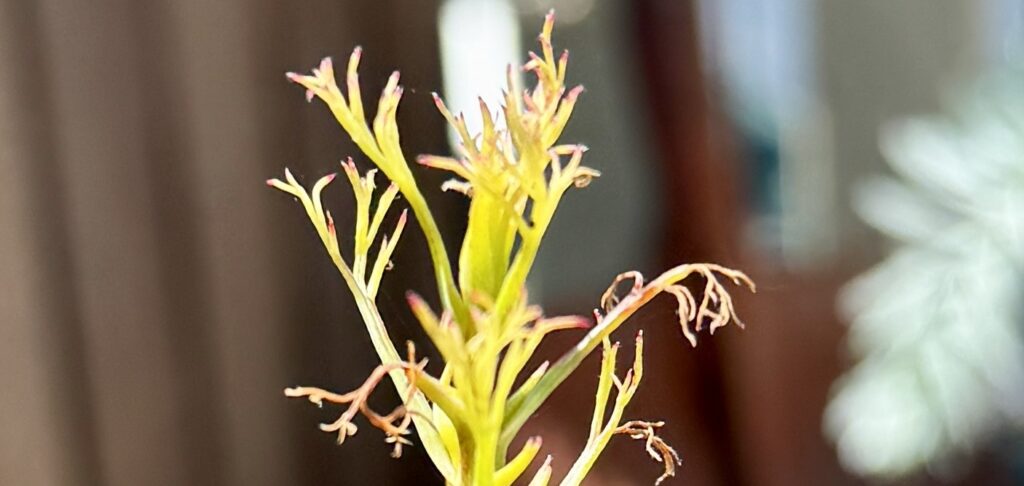 梅雨明け直後に葉先が茶色く縮れたジョーイセルリアの新芽