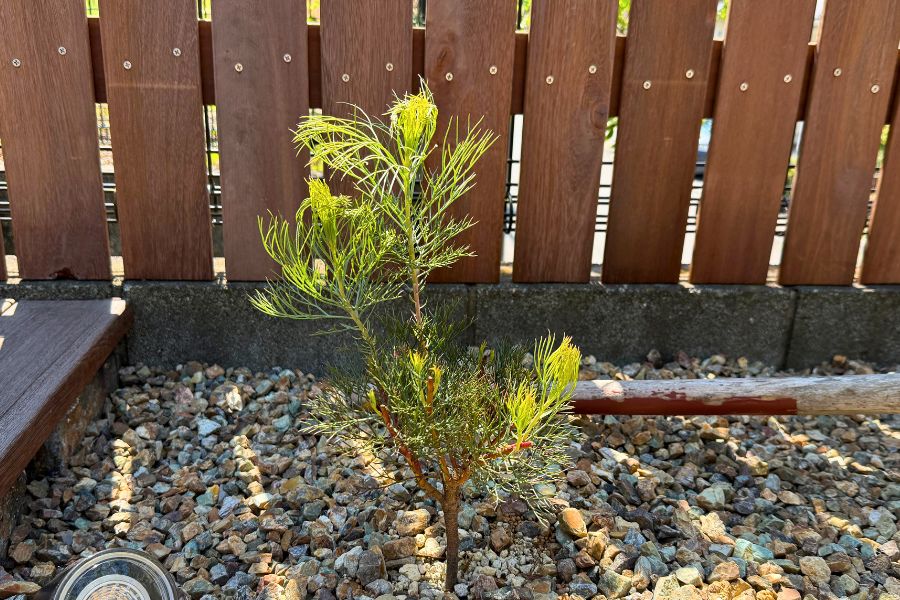 剪定後に新芽が伸びた植え付け2か月後のジョーイセルリア プリティピンク