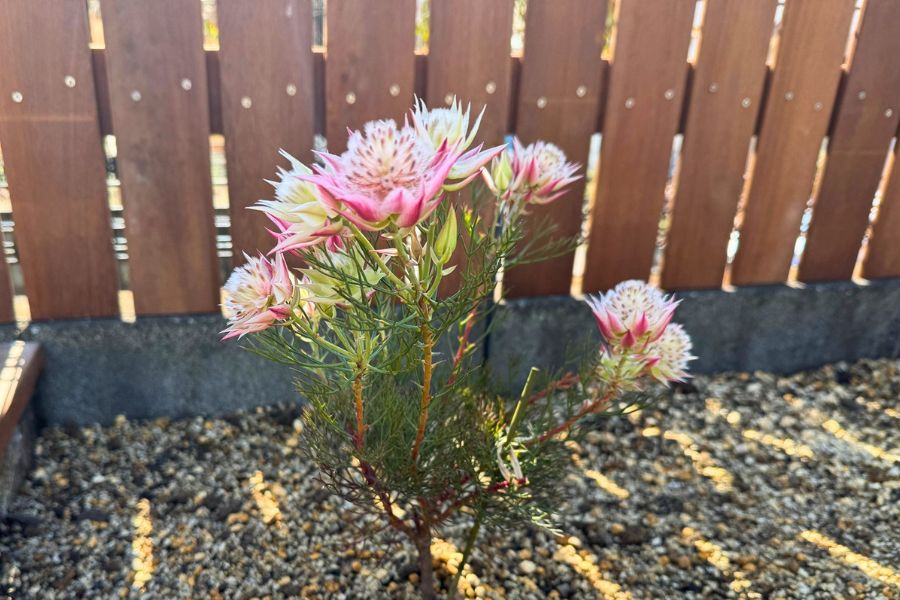 レイズドベッドに植え付けた直後のジョーイセルリア プリティピンク