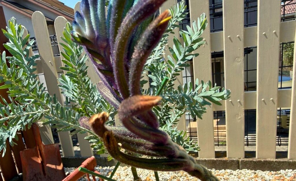 植え付け2か月後に花が少し茶色くなったカンガルーポー マスカレード