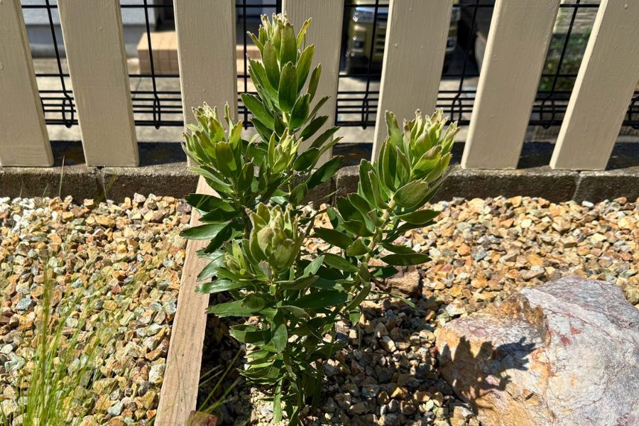 植え付け2か月後に一回り大きくなったリューコスペルマム キューニフォーム