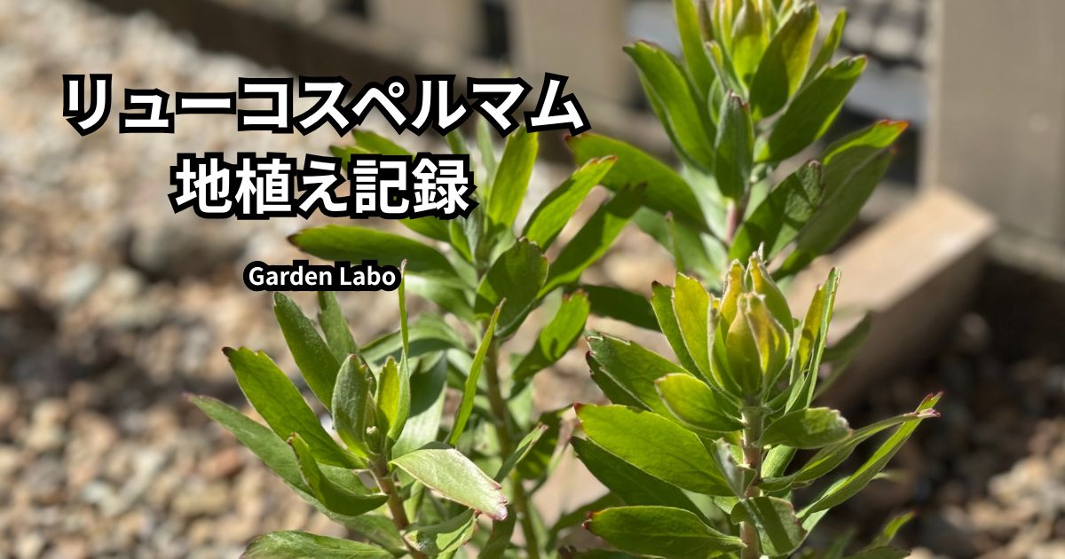 レイズドベッドに地植えしたリューコスペルマム キューニフォームの苗