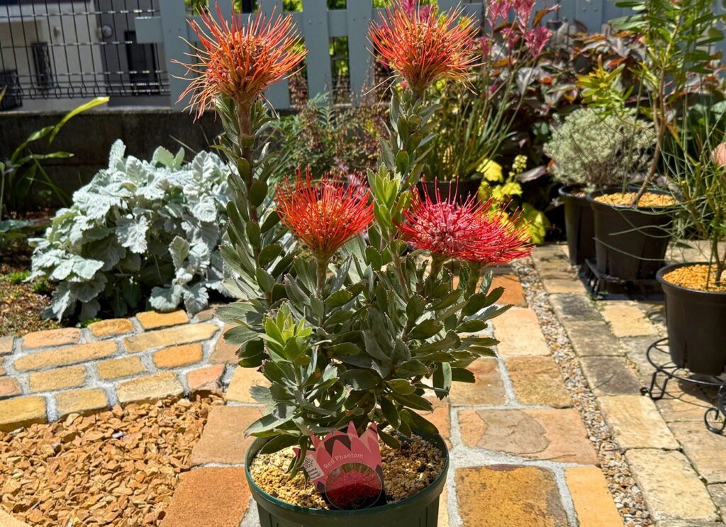 リューコスペルマム・レッドファントムの花後剪定前に5つの花が咲いた様子