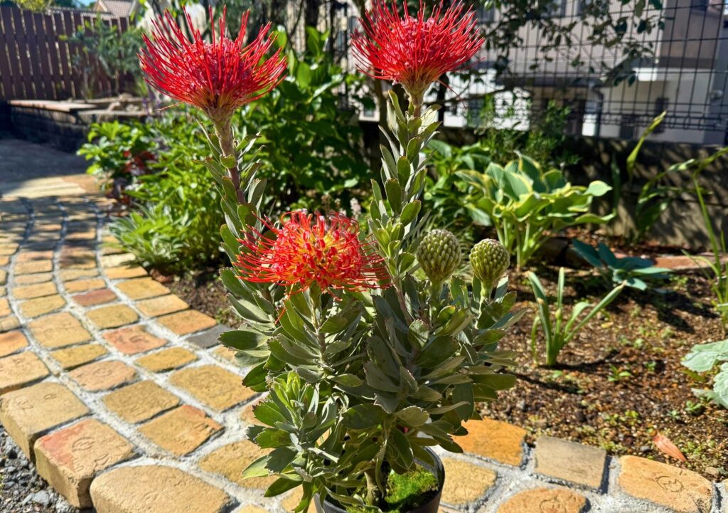 リューコスペルマム レッドファントムの花後剪定記録｜購入株の鉢増し
