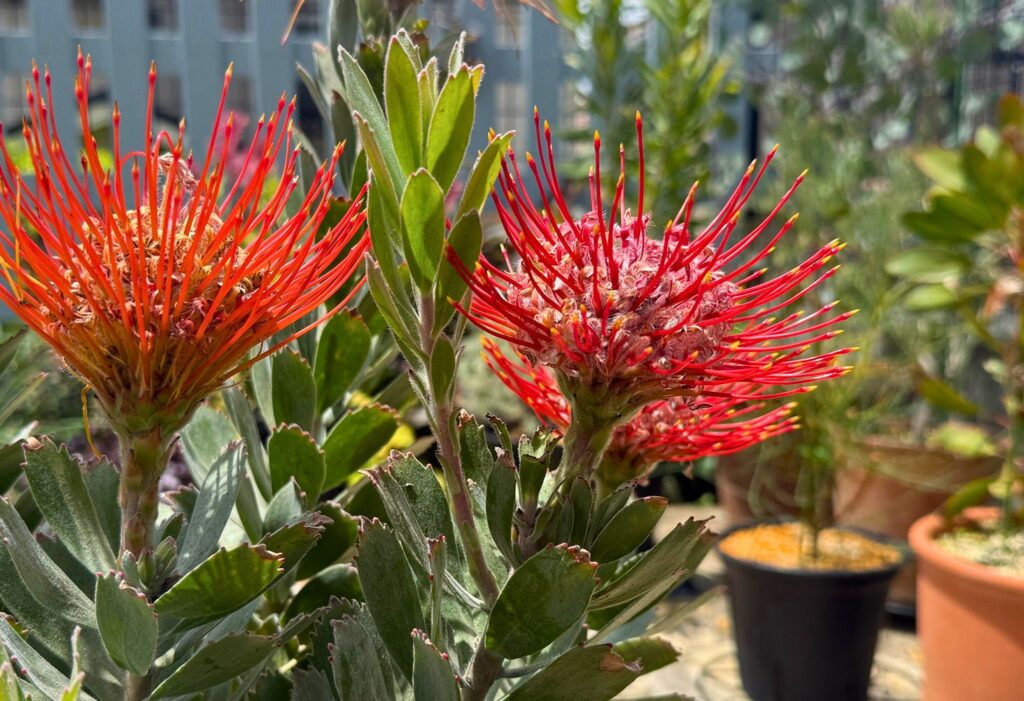 リューコスペルマム レッドファントムの花後剪定記録｜購入株の鉢増し