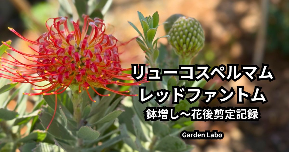 リューコスペルマム レッドファントムの花後剪定記録｜購入株の鉢増し
