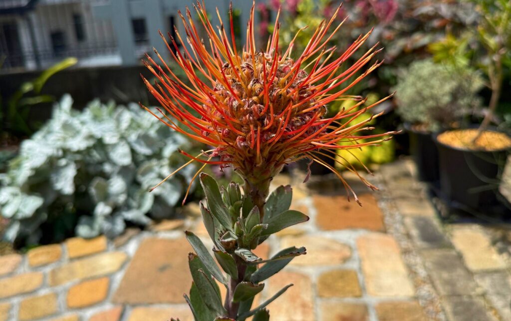 リューコスペルマム レッドファントムの花後剪定記録｜購入株の鉢増し