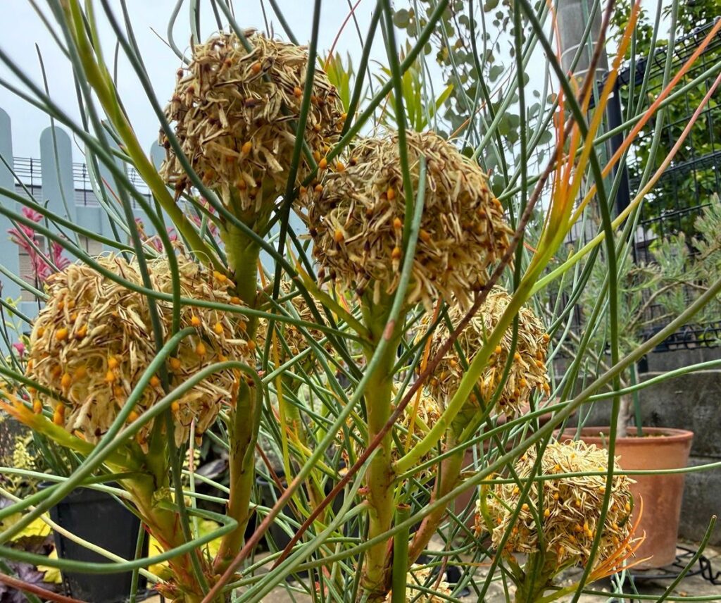 ペトロフィル エリシフォリアの花後に花の下から脇芽が出ている様子