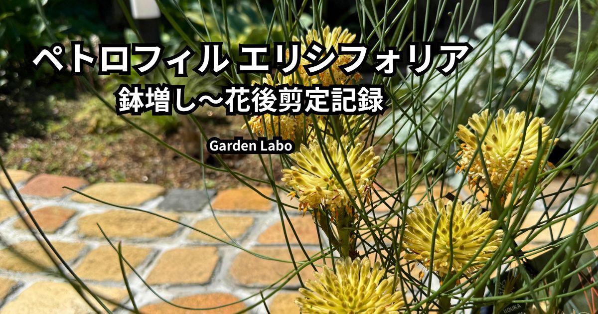 ペトロフィル エリシフォリアの鉢増しから花後剪定までの育成記録
