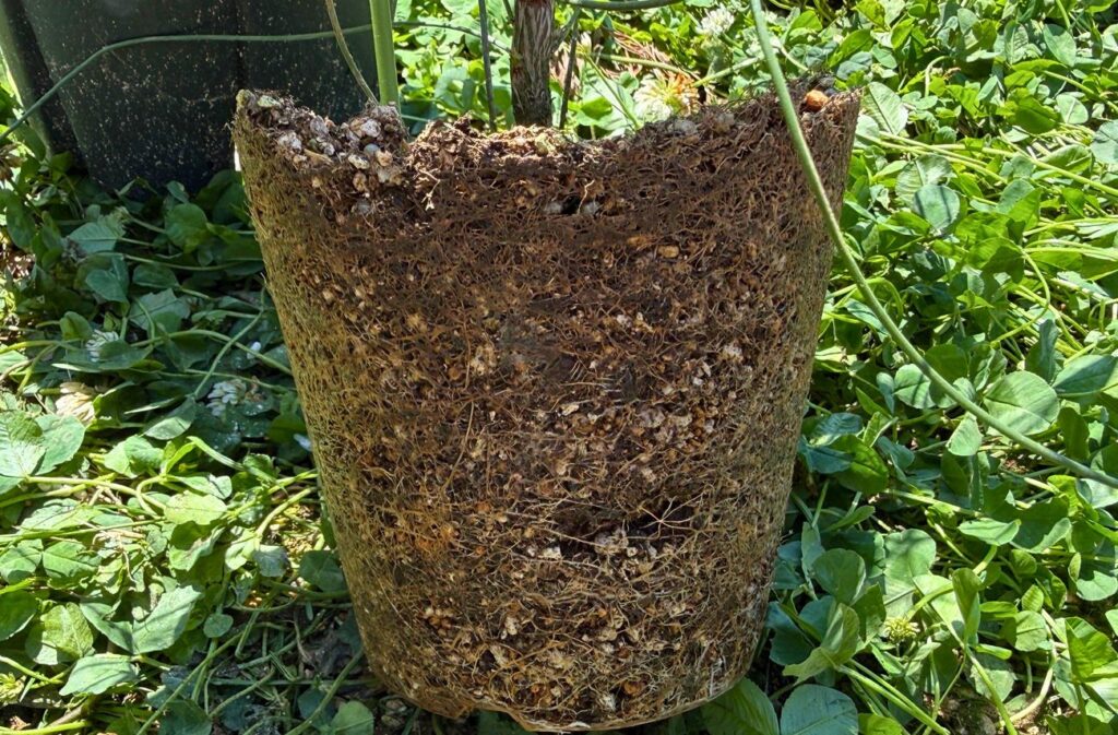 ペトロフィル エリシフォリアを5号鉢から抜いた根鉢の状態