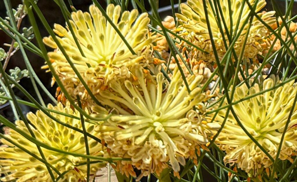 ペトロフィル エリシフォリアの黄色いポンポン状の花と細い葉