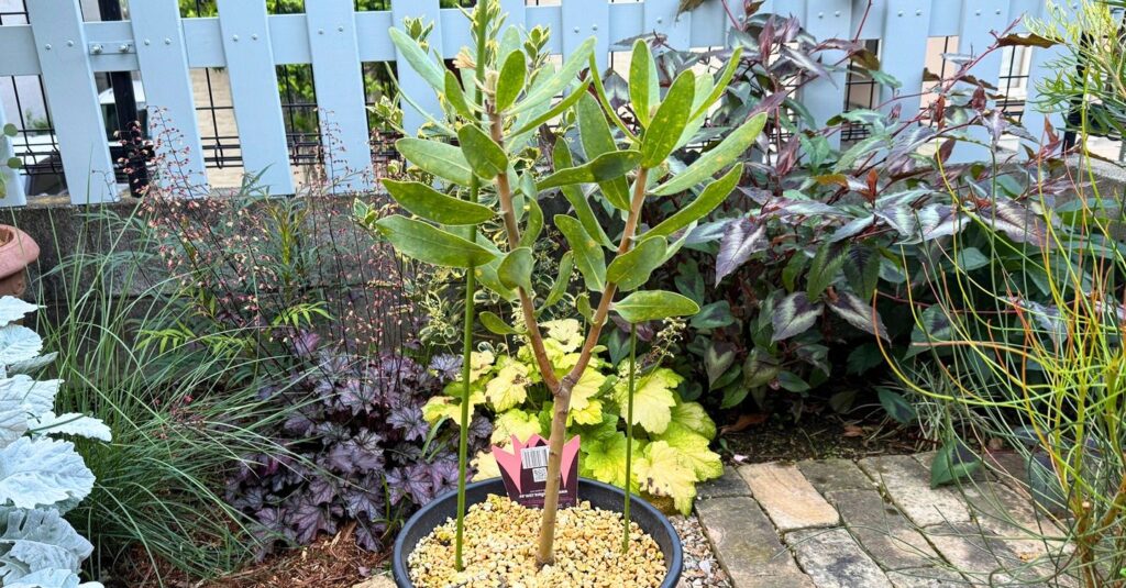 花後に剪定したプロテア シルビアの鉢植え全体の様子