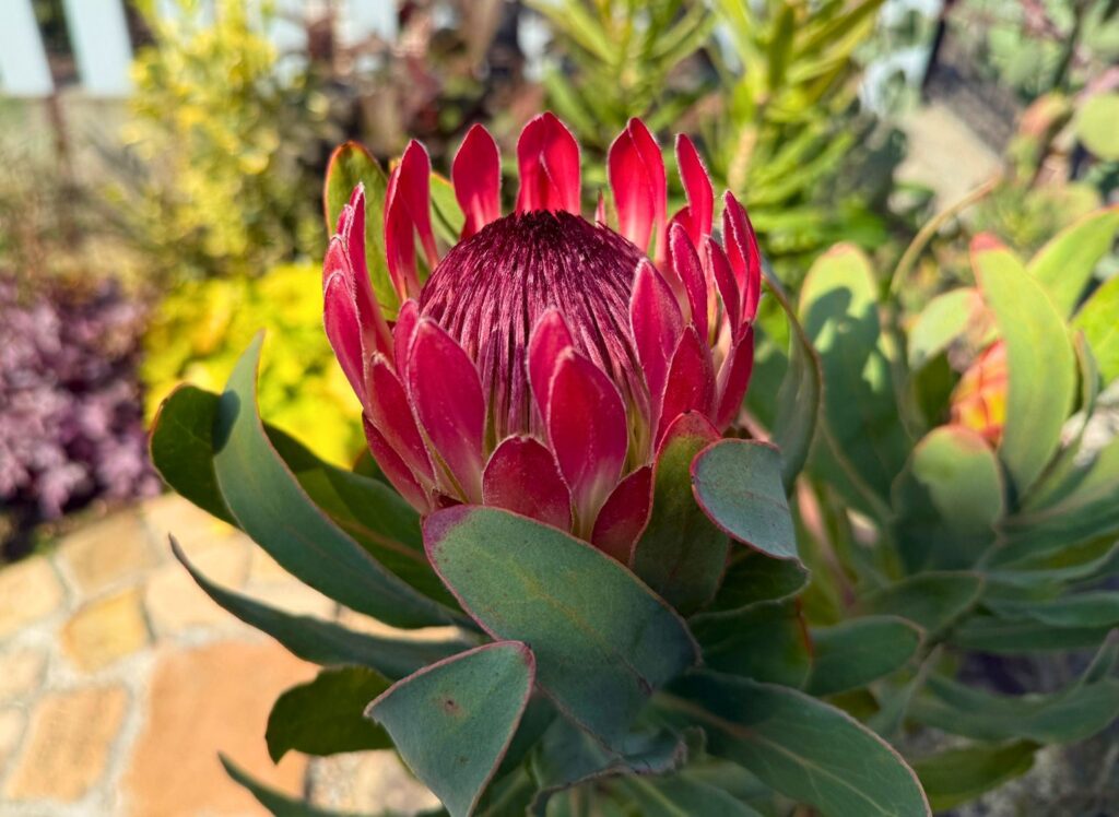 鉢増し後に開花したプロテア シルビアの大きい花芽